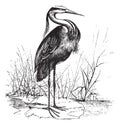 Common European heron Ardea cinerea or Grey heron vintage engraving