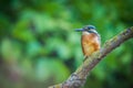 Common European Kingfisher or Alcedo atthis perched on a stick above the river and hunting for fish Royalty Free Stock Photo