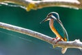 Common European Kingfisher or Alcedo atthis perched on a stick above the river and hunting for fish