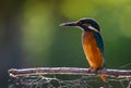 Common European Kingfisher or Alcedo atthis perched on a stick above the river and hunting for fish Royalty Free Stock Photo