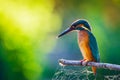 Common European Kingfisher or Alcedo atthis perched on a stick above the river and hunting for fish Royalty Free Stock Photo