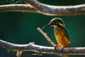 Common European Kingfisher or Alcedo atthis perched on a stick above the river and hunting for fish Royalty Free Stock Photo