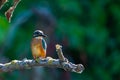 Common European Kingfisher or Alcedo atthis perched on a stick above the river and hunting for fish Royalty Free Stock Photo