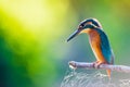 Common European Kingfisher or Alcedo atthis perched on a stick above the river and hunting for fish Royalty Free Stock Photo