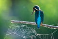 Common European Kingfisher or Alcedo atthis perched on a stick above the river and hunting for fish Royalty Free Stock Photo