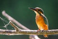 Common European Kingfisher or Alcedo atthis perched on a stick above the river and hunting for fish Royalty Free Stock Photo