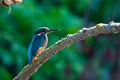 Common European Kingfisher or Alcedo atthis perched on a stick above the river and hunting for fish Royalty Free Stock Photo