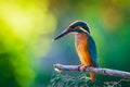 Common European Kingfisher or Alcedo atthis perched on a stick above the river and hunting for fish Royalty Free Stock Photo