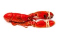 Common european lobster