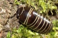 Rounded Common European species of pill millipede Royalty Free Stock Photo