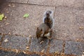 Common european squirrel sitting on the pavement