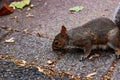 Common european squirrel sitting on the pavement