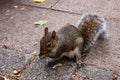 Common european squirrel sitting on the pavement