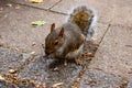 Common european squirrel sitting on the pavement