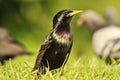 Common european starling on lawn Royalty Free Stock Photo