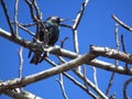 Common european starling on a tree branch Royalty Free Stock Photo