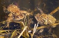 Common or European toad brown colored, Mating toads Royalty Free Stock Photo