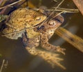 Common or European toad brown colored, Mating toads Royalty Free Stock Photo