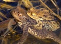 Common or European toad brown colored, Mating toads Royalty Free Stock Photo