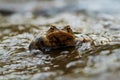 Common European Toad - Bufo bufo Royalty Free Stock Photo