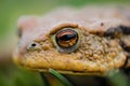 Common European Toad - Bufo bufo Royalty Free Stock Photo