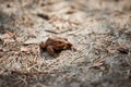 Common European toad on forest ground, cute adult toad in nature waiting for insects for feeding Royalty Free Stock Photo