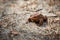 Common European toad on forest ground, cute adult toad in nature waiting for insects for feeding Royalty Free Stock Photo