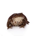 Common or European toad on white Royalty Free Stock Photo
