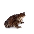Common or European toad on white Royalty Free Stock Photo