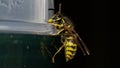 Common european wasp (Vespula vulgaris)