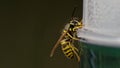 Common european wasp (Vespula vulgaris)