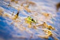 Common European water frog, green frog in its natural habitat,