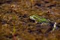 Common European water frog, green frog in its natural habitat, Royalty Free Stock Photo