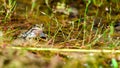 Common European water frog, green frog in its natural habitat, Royalty Free Stock Photo