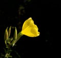 Common Evening Primrose