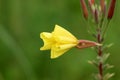 Common evening primrose or Oenothera biennis biennial plant with bright yellow four bilobed petal open and closed flowers on green Royalty Free Stock Photo