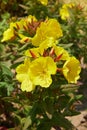 Oenothera - primrose. Common evening primrose Royalty Free Stock Photo