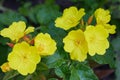 Oenothera - primrose. Common evening primrose Royalty Free Stock Photo