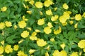 Common Evening Primrose Oenothera biennis in garden.close-up blossoming yellow flowers of common evening-primrose Royalty Free Stock Photo