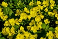 Common Evening Primrose Oenothera biennis in garden.close-up blossoming yellow flowers of common evening-primrose Royalty Free Stock Photo
