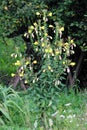 Common evening primrose or Oenothera biennis plant with bright yellow flowers with four bilobed petals growing in home garden Royalty Free Stock Photo