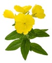 Common evening primrose plant with flowers