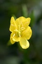 Common Evening Primrose