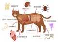 Common external and internal parasites in cats.