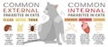 Common external and internal parasites in cats.