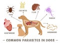 Common external and internal parasites in dogs