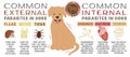 Common external and internal parasites in dogs.