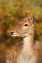 The common fallow deer female Royalty Free Stock Photo