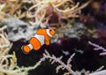 Common false percula clownfish also known as clown anemonefish, swimming in the water Royalty Free Stock Photo