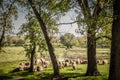 Selective blur on a flock and herd of white sheeps, with short wool, standing and eating in the grass land of a pasture Royalty Free Stock Photo